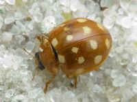Calvia quatuordecimguttata