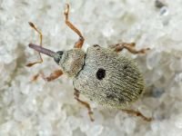 Cionus olens