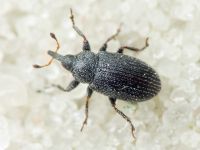 Gymnetron melanarium