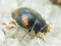 Scymnus frontalis