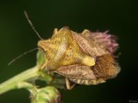 Carpocoris purpureipennis