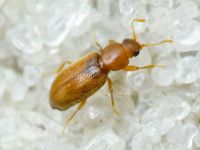 Corticaria elongata