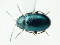 Podagrica malvae