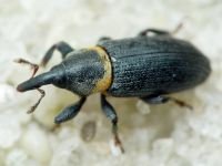 Mecinus collaris