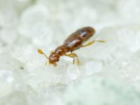 Trimium brevicorne