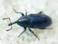 Aulacobaris picicornis
