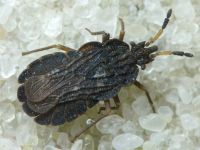 Aradus distinctus