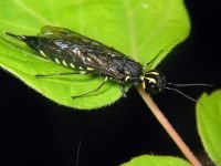Xiphydria longicollis