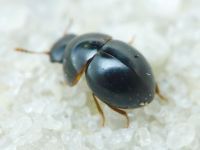 Leiodidae