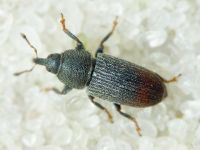 Mecinus pyraster