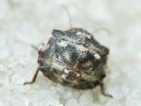Vilpianus galii