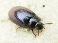 Platydema violaceum
