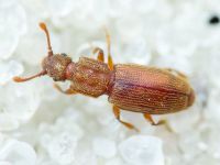 Monotoma quadrifoveolata