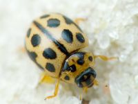 Tytthaspis sedecimpunctata