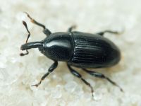 Melanobaris laticollis