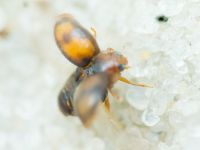 Scymnus subvillosus