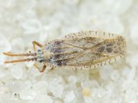 Tingis (Tingis) crispata