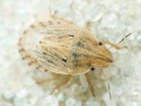 Sciocoris sulcatus