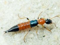 Paederus littoralis