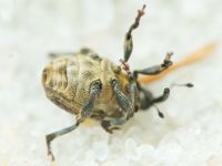 Curculionidae