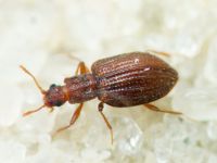 Stephostethus angusticollis
