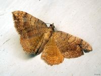 Camptogramma bilineata