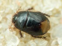 Byrsinus flavicornis