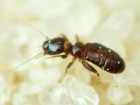 Psocoptera