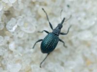 Eutrichapion vorax
