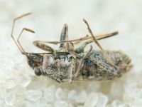 Ortholomus punctipennis