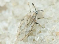 Tingis (Tingis) grisea