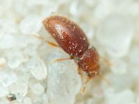 Mycetaea subterranea