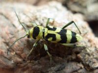 Cerambycidae