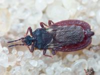 Aneurus (Aneurodes) avenius