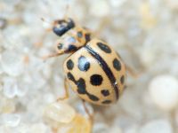 Tytthaspis sedecimpunctata