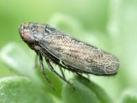 Hemiptera