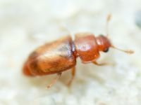 Nitidulidae