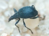 Apionidae