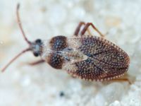 Oncochila simplex