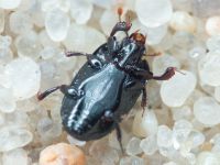 Platylomalus complanatus