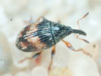 Nanophyinae