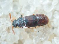 Staphylinidae