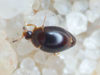 Orthoperus