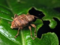 Curculio venosus