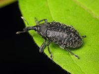 Larinus (Phyllonomeus) sturnus