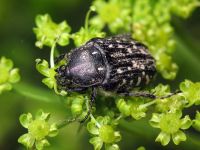 Oxythyrea funesta