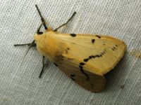 Spilosoma lutea