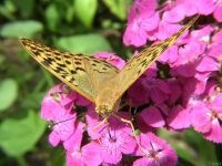 Argynnis pandora
