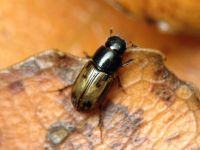 Aphodius (Chilothorax) distinctus