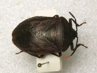 Cyclopelta obscura